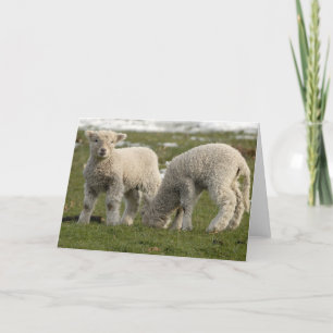 Cartão Newborn Lambs
