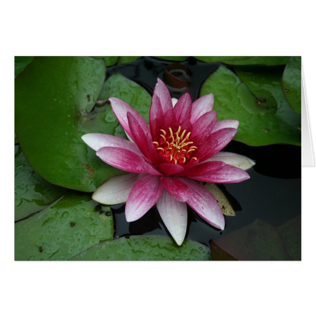 Cartão Ninfhaea tetragona (Frente Horizontal)