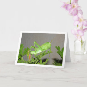 Cartão Ninfoma Gafanhoto Egípcio na Citronella Plant