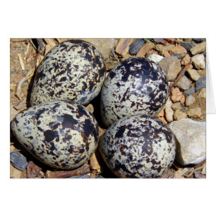 Cartão Ninho do KillDeer com ovos