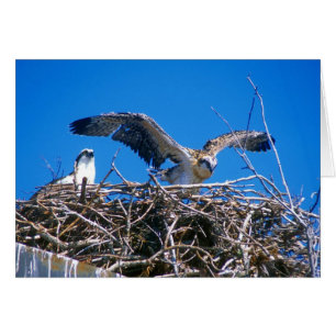 Cartão Ninho Osprey