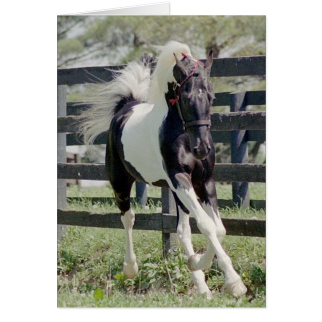 Cartão Nite da Fama (Frente)