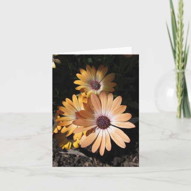 Cartão No Pale (Frente)