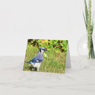 Cartão Norte Blue Jay