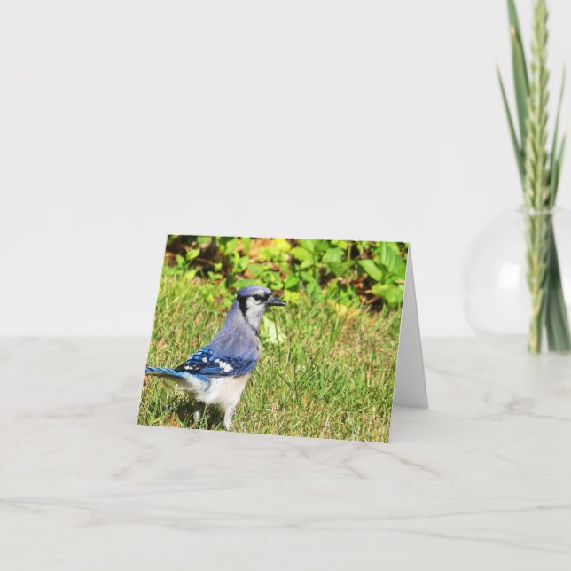 Cartão Norte Blue Jay (Frente)