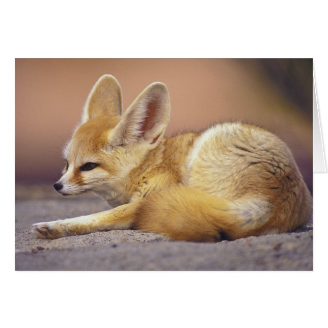 Cartão Norte da África. Feneco Fennecus zerda) (Frente Horizontal)