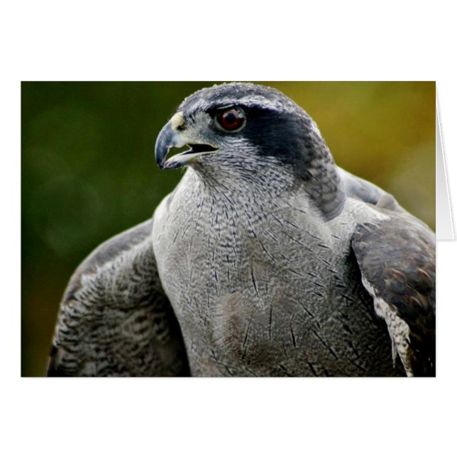 Cartão Norte Goshawk (Frente Horizontal)