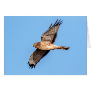 Cartão Norte Harrier em voo