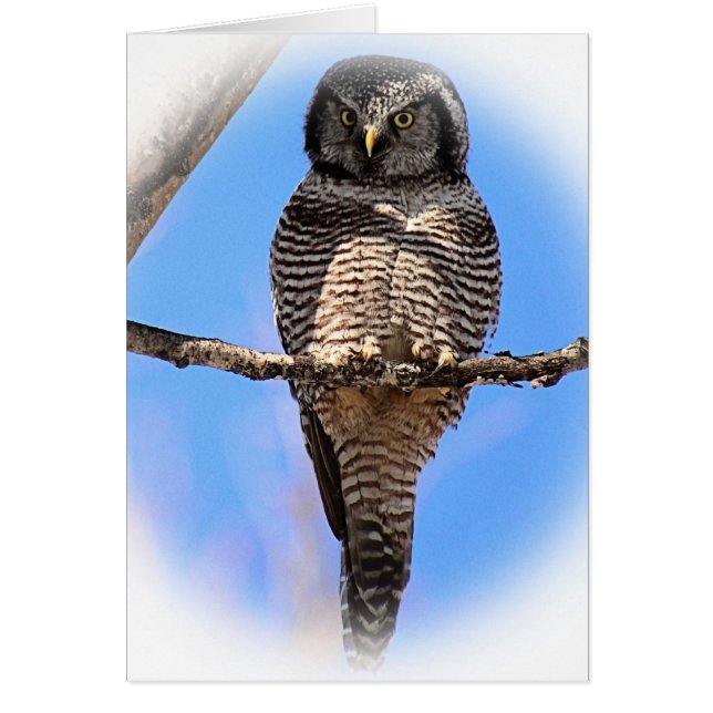 Cartão Norte Hawk Owl 4A (Frente)