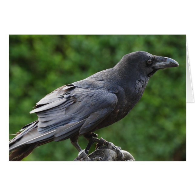 Cartão Norte Raven (Frente Horizontal)