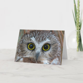 Cartão Norte Saw-whet Owl Close-up