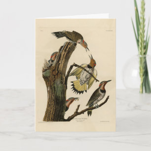Cartão Norther Flicker das Aves da América de Audubon