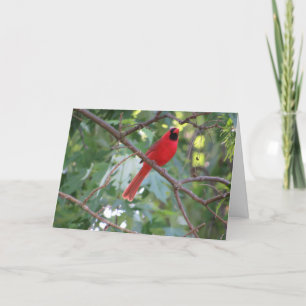 Cartão "Northern Male Cardinal" Birthday Card #1