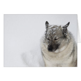 Cartão Norueguês Elkhound