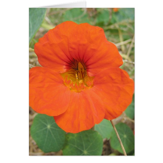 Cartão Nos campos de Flander (Frente)