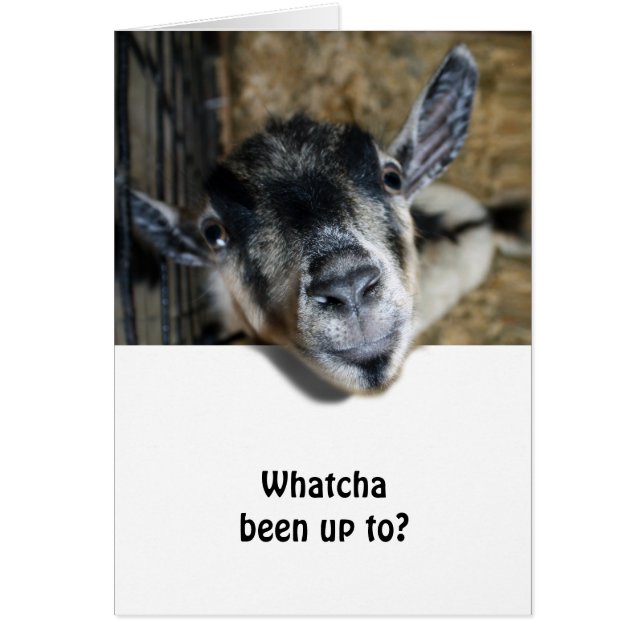 Cartão Nosy Goat Olhando (Frente)