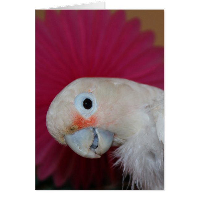 Cartão Nota cor-de-rosa (Frente)