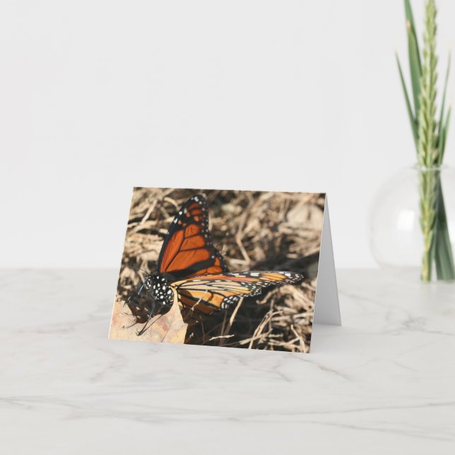 Cartão Nota de Fotografia da Natureza com Borboleta Monar (Frente)