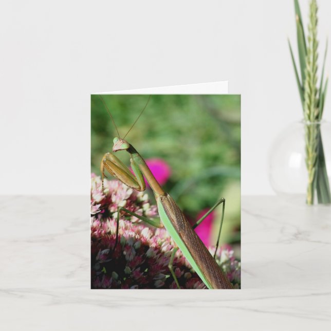 Cartão Nota de Fotografia da Natureza da Louva-a-Deus (Frente)