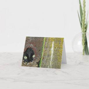 Cartão - Nota - Gato preto a espiar