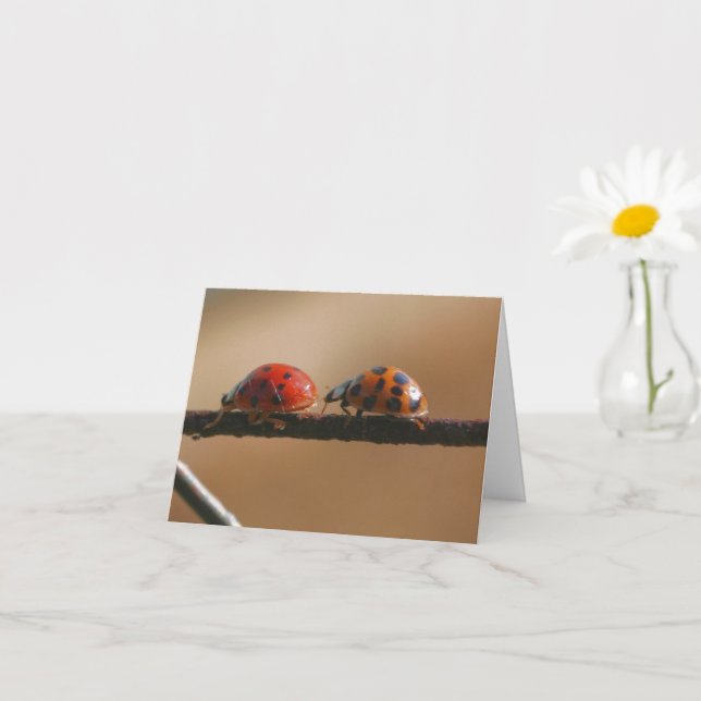 Cartão Nota sobre fotografia de Ladybug Buddies (Planta pequena)