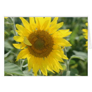 CARTÃO NOTAS DE SOL