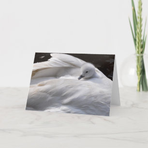 Cartão Note Card: Cute Cygnet on Swan's Back