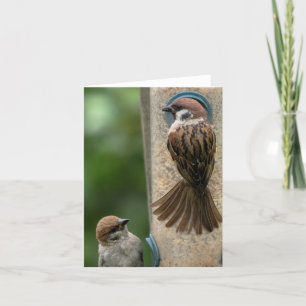 Cartão Note Card: Tree Sparrows on Feeder