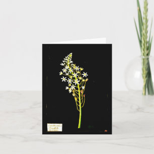 Cartão Notecard-Botanic Art-Mary Delany 2