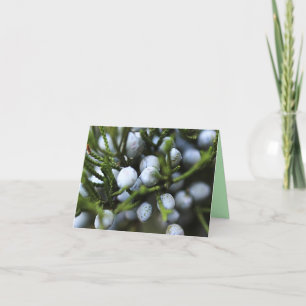 Cartão Notecard com Juniper Berries
