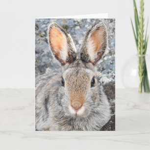 Cartão Notecard Cottontail de montanha