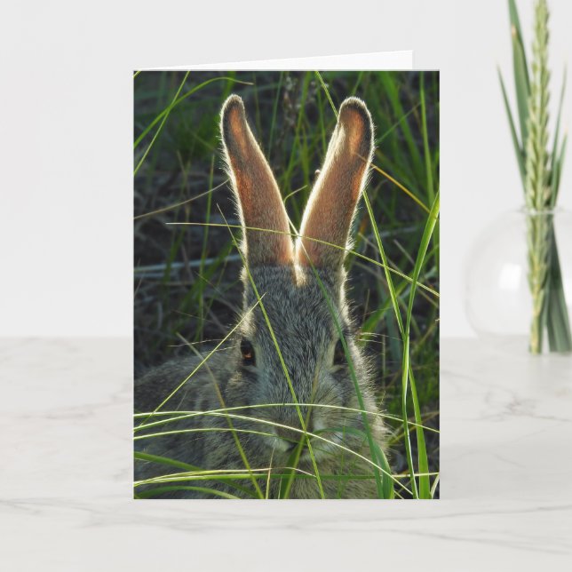 Cartão Notecard Cottontail de montanha (Frente)