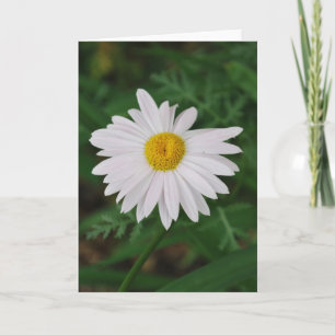 Cartão Notecard de Flor de Prados Brancos