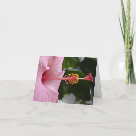Cartão Notecard de Hibiscus Rosa