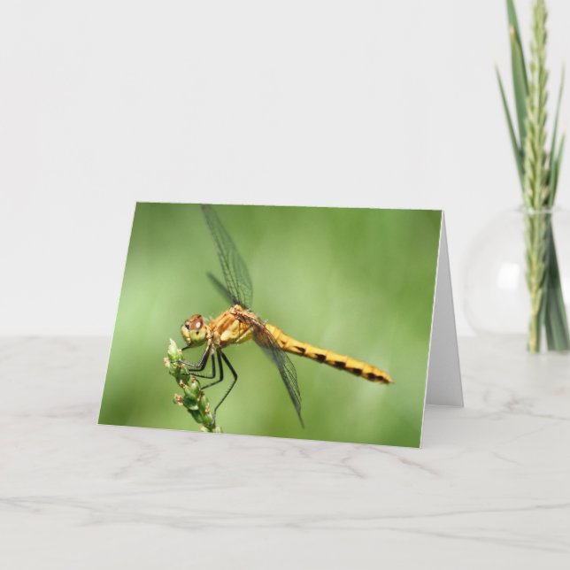 Cartão Notecard de Meadow Hawk (Frente)