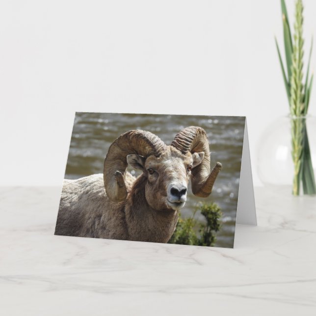 Cartão Notecard de Ovelha Bighorn (Frente)