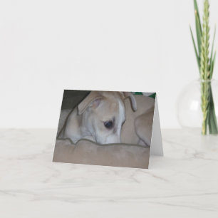 Cartão Notecard do filhote de cachorro de Whippet