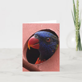 Cartão notecard do lorikeet (olá!)