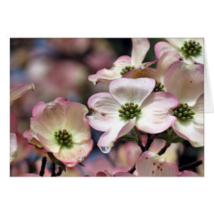 Cartão Notecard - Dogwood Rosa