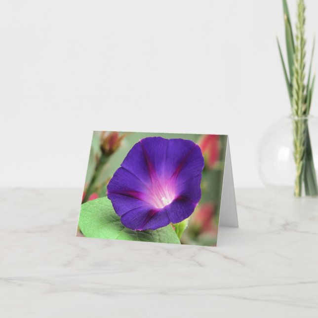 Cartão Notecard - Glória da Manhã (Frente)