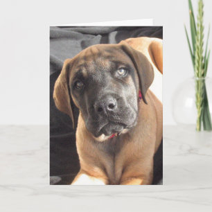 Cartão Notecard inglês do filhote de cachorro do Mastiff