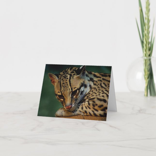 Cartão Notecard ocelot (Frente)