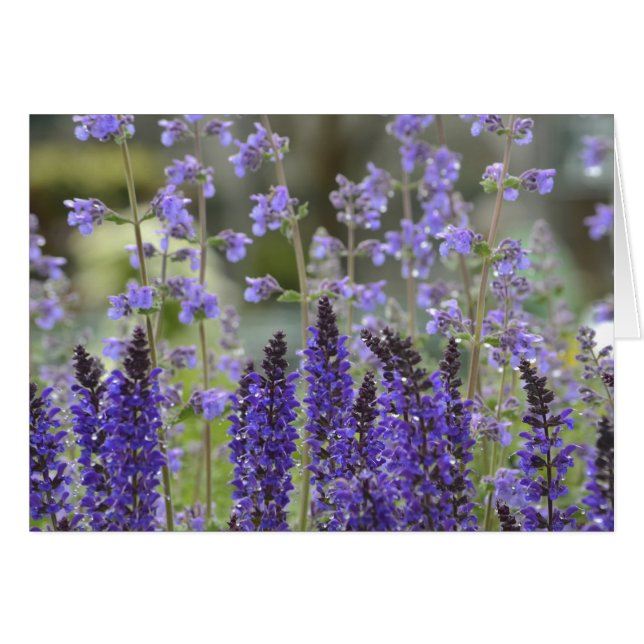 Cartão Notecard Paixão Roxo (Frente Horizontal)