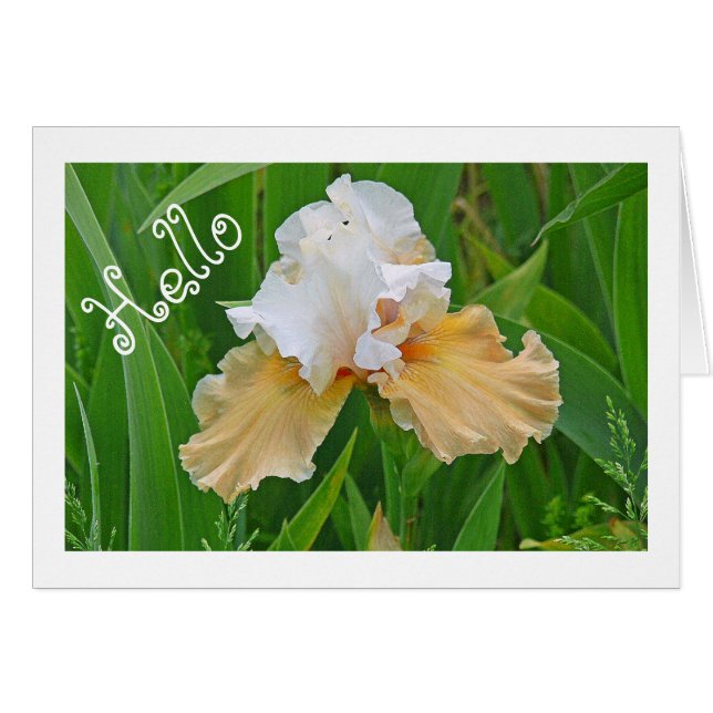 CARTÃO NOTECARD, PEACH E BRANCOS IRIS/ HELLO /PHOTOG. (Frente horizontal)