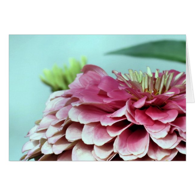 Cartão Notecard - Petals Zinnia (Frente horizontal)