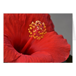 Cartão Notecard Red Flower