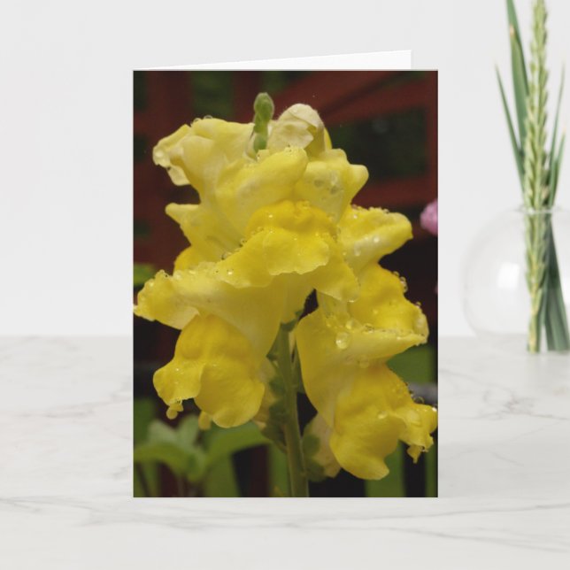Cartão Notecard Sunny yellow Snapdragon (Frente)