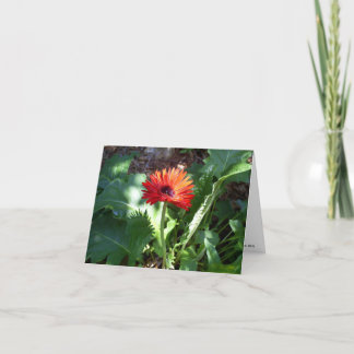 Cartão Notecard vermelho da margarida do Gerbera