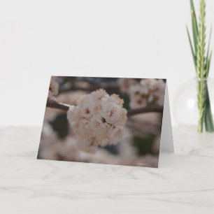 Cartão Notecard with Canadian Plum Tree Blossom