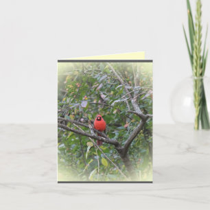 Cartão Notecard with Northern Cardinal